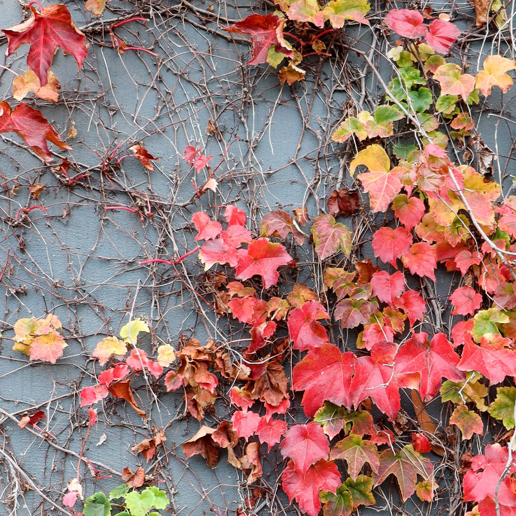 Shupatto Compact Foldable Shopping Bag with Easy Storage - Ivy Leaves, Medium (15L)